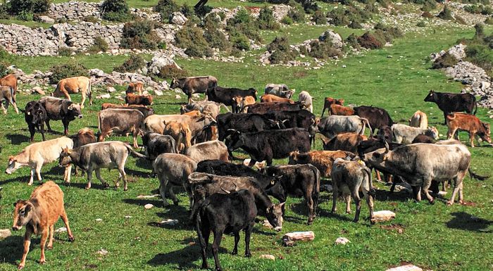 aftochthones-fyles-mechri-teli-iouniou-i-prosklisi-vasiki-proypothesi-i-ypovoli-tis-eae-2024-320532
