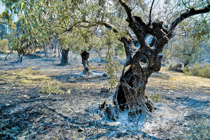 voreia-evvoia-midenikes-pistoseis-eidan-stous-logariasmous-tous-oi-paragogoi-320947