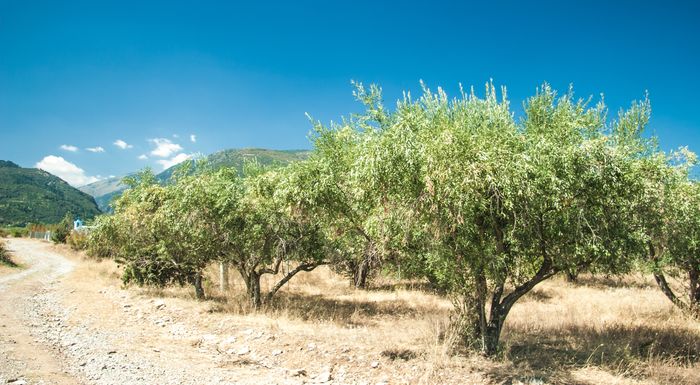 to-chorio-pou-agonizetai-gia-na-sosei-ta-elaiodentra-apo-ta-fotovoltaika-323611