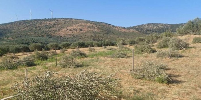 messinia-agnostoi-ekopsan-70-elies-se-chorafi-324703