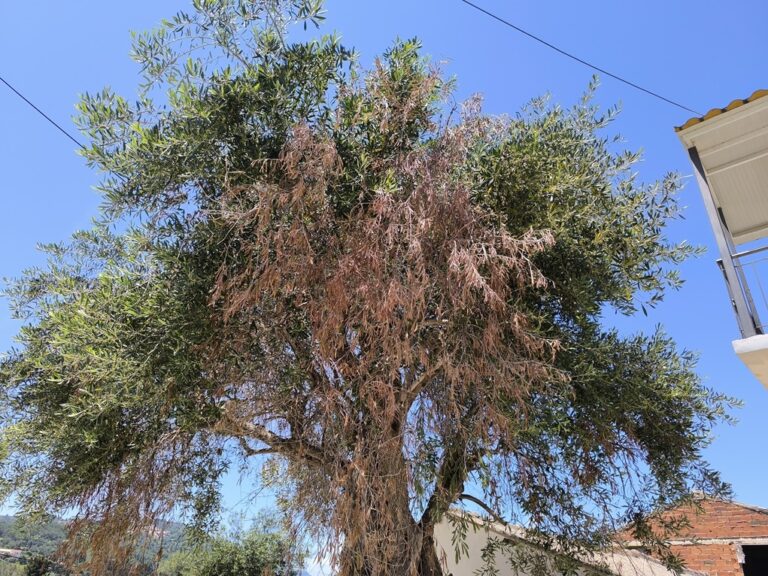 epikairopoiimeno-schedio-drasis-gia-ti-xylella-fastidiosa-323587