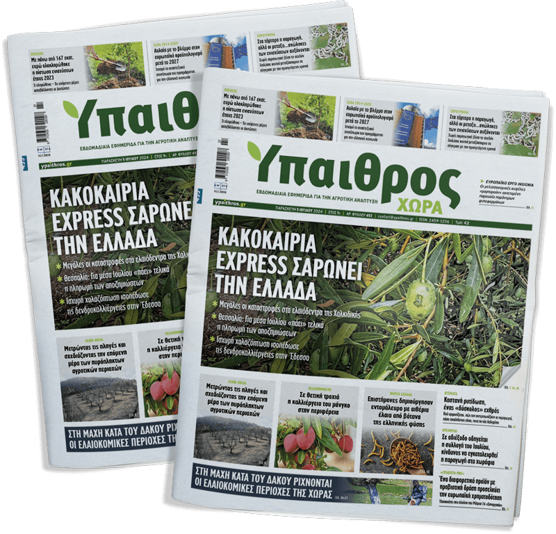 fyllo-453-paraskevi-5-iouliou-2024-325790