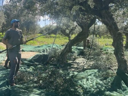 messinia-kalyteri-i-fetini-paragogi-elaioladou-chamiloteres-oi-times-330071