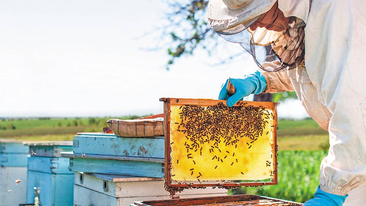 Η ΟΜΣΕ απαντά στις αιχμές της ΕΘΕΑΣ για το πρόγραμμα βιολογικής μελισσοκομίας