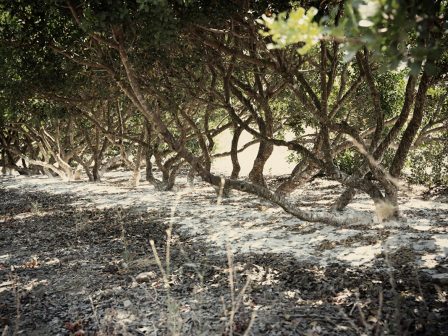 chios-megali-katastrofi-sto-mastichi-apo-tin-kakokairia-160-tonoi-katastrafikan-331672