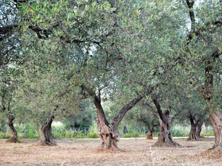 evros-chamilo-tonaz-perimenoun-oi-elaioparagogoi-tis-makris-332100