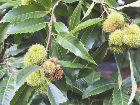 karydia-kastania-tis-vroches-perimenoun-oi-paragogoi-afximenes-anamenontai-oi-times-330879