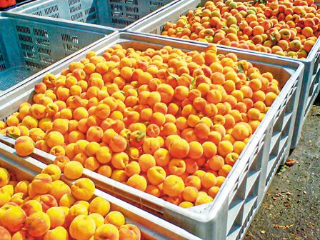 sta-31-36-lepta-i-timi-paragogou-sta-sybyrina-rodakina-333368