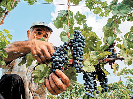 trygos-den-prosferoun-eparki-stirixi-oi-times-para-tis-meiomenes-posotites-kai-tin-kali-poiotita-332642
