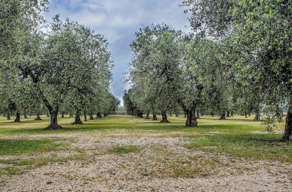 Ο φθινοπωρινός καιρός επαναφέρει στο προσκήνιο τον «βραχνά» του δάκου Ο φθινοπωρινός καιρός επαναφέρει στο προσκήνιο τον «βραχνά» του δάκου