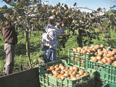 aktinidia-me-kali-poiotita-kai-times-anoigoun-tin-avlaia-ta-hayward-335697