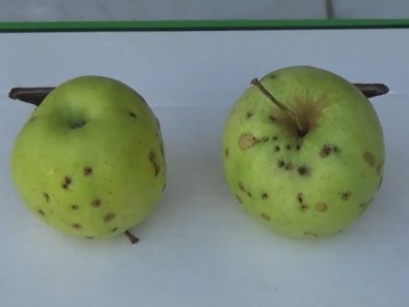 institouto-f-d-naousas-zimies-se-mila-katopin-prosvolis-apo-koleoptera-334455