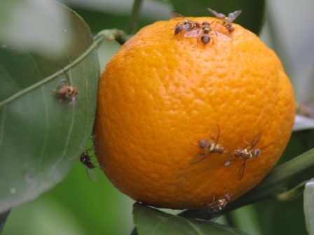 esperidoeidi-se-exarsi-i-myga-tis-mesogeiou-symfona-me-to-diktyo-pagidefsis-334567