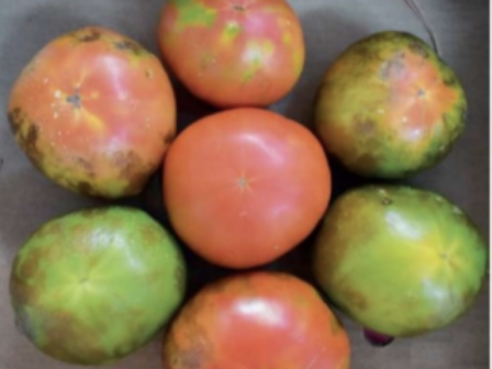 ios-tis-kastanis-rytidosis-tis-ntomatas-se-kalliergeies-sto-levidi-arkadias-335853