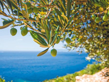 elaiorama-kainotomo-ergo-pou-dinei-prooptiki-sto-agourelaio-chalkidikis-334490