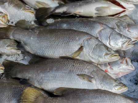 anoigei-i-prosklisi-gia-tin-proothisi-kai-eboria-proionton-alieias-kai-ydatokalliergeias-oi-dikaiouchoi-335013