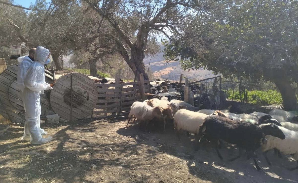 Μήνυμα αντιπεριφερειάρχη Π.Ε. Εύβοιας για την ευλογιά των αιγοπροβάτων Μήνυμα αντιπεριφερειάρχη Π.Ε. Εύβοιας για την ευλογιά των αιγοπροβάτων