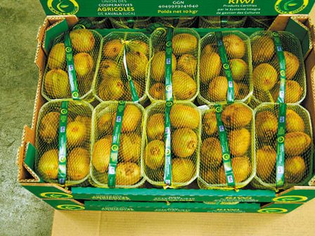 afxitiki-tasi-stis-times-paragogou-gia-to-aktinidio-336838