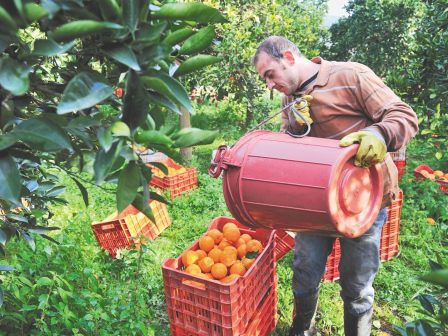 esperidoeidi-ikanopoiitikes-oi-times-meiomeni-omos-i-paragogi-339827
