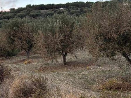 se-kindyno-o-kritikos-elaionas-xerainontai-ta-dentra-meta-to-ravdisma-340262