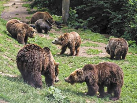 eidiki-enischysi-ana-etos-meso-dyo-draseon-gia-tin-prostasia-tis-agrias-zois-337065