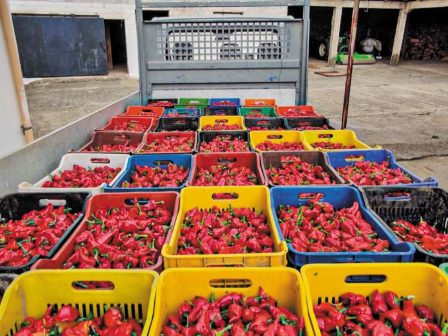 kokkino-piperi-enas-agrotikos-synetairismos-afieromenos-sti-diadosi-tis-topikis-paradosis-338343