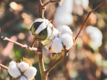 chrimatistirio-axion-tis-agrotikis-paragogis-ta-thessalika-proionta-340477