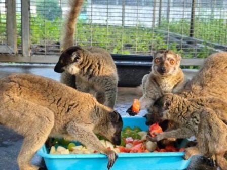 niki-orosimo-kata-tis-eborias-zoon-schedon-1-000-eidi-ypo-exafanisi-epanapatristikan-sti-madagaskari-340529