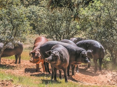 ependyei-stin-exostrefeia-tou-µavrou-choirou-o-agrotikos-synetairismos-myrtali-342705