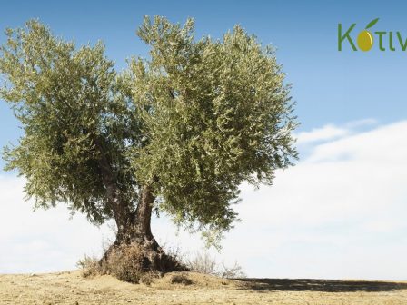 ekpaideftiki-imerida-tou-ergou-kotinos-341066