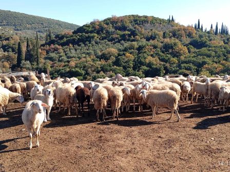dimos-tyrnavou-pliris-apallagi-apo-teli-gia-pligentes-ktinotrofous-sta-3-evro-t-m-to-kostos-gia-tis-megales-epicheiriseis-342153