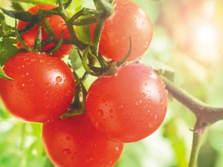 erevnites-voithoun-tis-ntomates-na-antepexelthoun-se-ypsiles-thermokrasies-341252