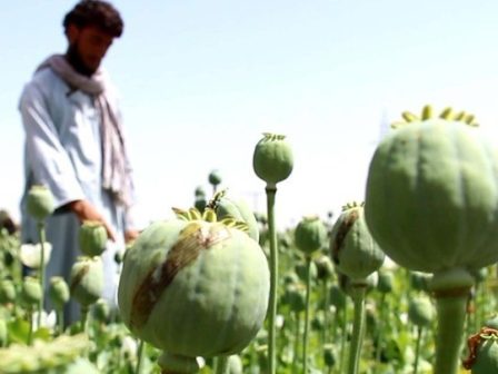 afganistan-pano-apo-100-syllipseis-katigoroumenon-gia-kalliergeia-paparounas-ston-vorra-340441