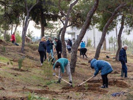 dendrofytefsi-sto-ypo-diamorfosi-periastiko-dasos-stin-periochi-tis-triandrias-ektasis-20-stremmaton-344410