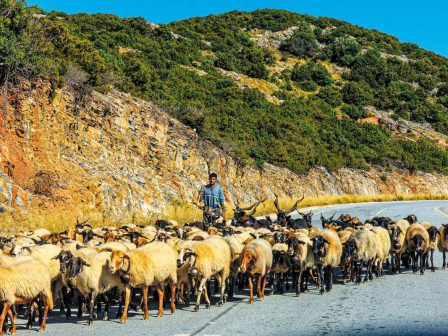 ktinotrofia-apokardiotiki-i-eikona-ston-klado-okto-stous-deka-egkataleipoun-afou-oloklirothei-to-programma-neon-georgon-344708