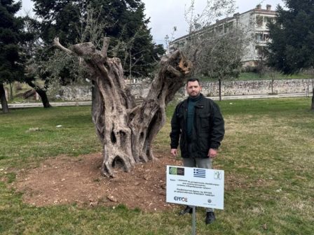 o-dimos-ioanniton-fytefse-exi-aionovies-elies-sto-plaisio-perivallontikis-drasis-345104