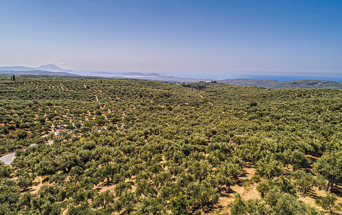 Καινοτόμο «όπλο» εγγυάται ολοκληρωμένη φυτοπροστασία στην ελαιοπαραγωγή Καινοτόμο «όπλο» εγγυάται ολοκληρωμένη φυτοπροστασία στην ελαιοπαραγωγή