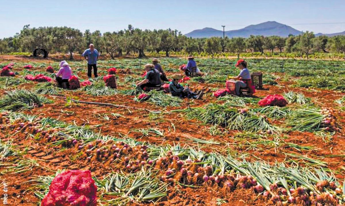 Κρατά δυνάμεις ακόμα το βατικιώτικο κρεμμύδι Κρατά δυνάμεις ακόμα το βατικιώτικο κρεμμύδι