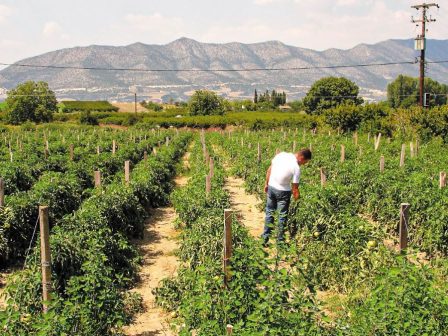 kipeftika-leipsydria-kai-elleipsi-ergatikon-cherion-blokaroun-tin-kalliergeia-stin-arkadia-348725