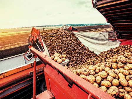 anekampse-i-paragogi-patatas-stin-ee-348882