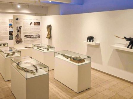 pieria-mouseio-mastodonta-sti-neokaisareia-349617