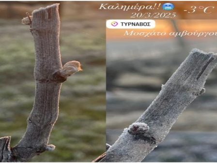 zimies-se-rodakina-nektarinia-kai-verikoka-prokalese-o-pagetos-ston-tyrnavo-349000