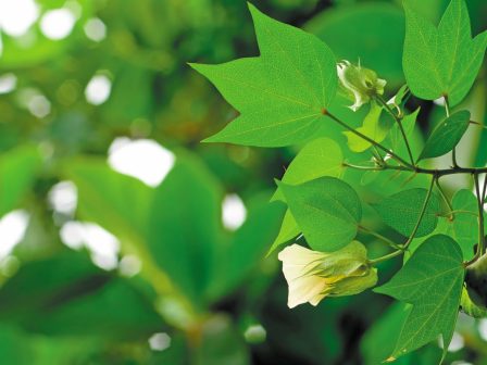 pliris-seira-sporon-vamvakiou-apo-tin-corteva-agrisciencetm-349309