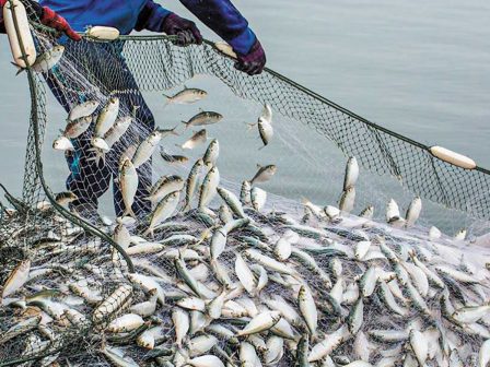 optifish-i-alieia-anaptyssetai-meso-tis-technitis-noimosynis-350994