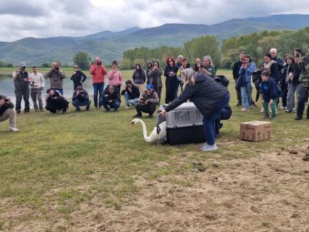 petaxan-elefthera-pano-apo-tin-kerkini-15-apotherapevmena-poulia-vinteo-351008