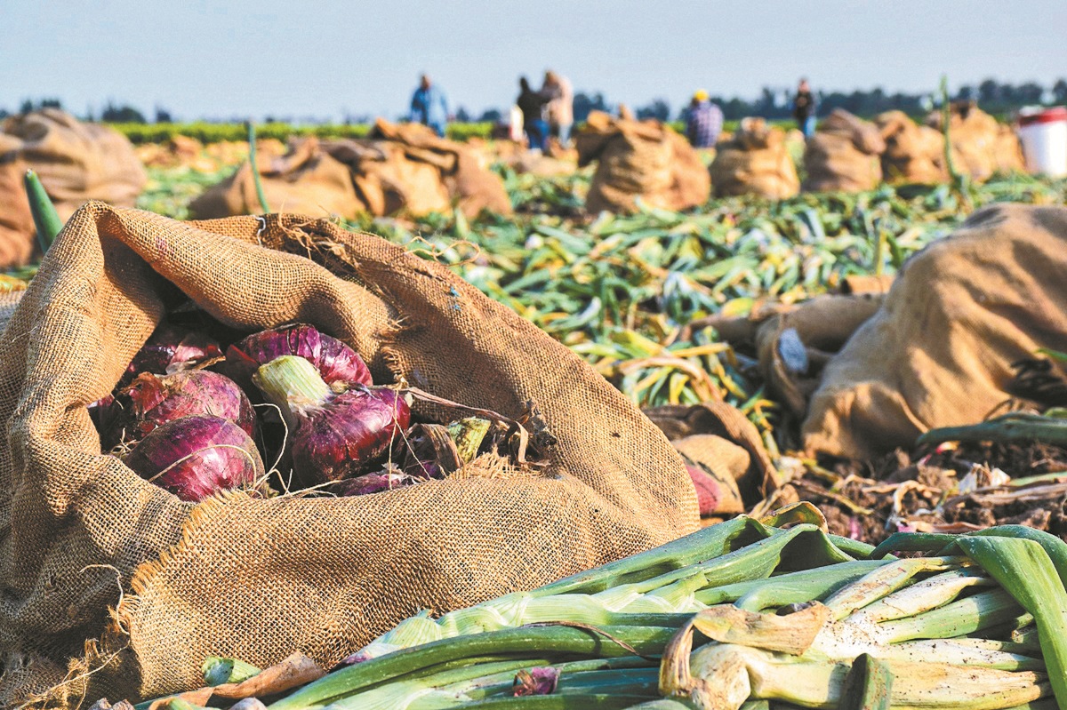 Κερδίζει το στοίχημα της πρωιμότητας το κρεμμύδι, εφαρμόζοντας νέες τεχνικές Κερδίζει το στοίχημα της πρωιμότητας το κρεμμύδι, εφαρμόζοντας νέες τεχνικές