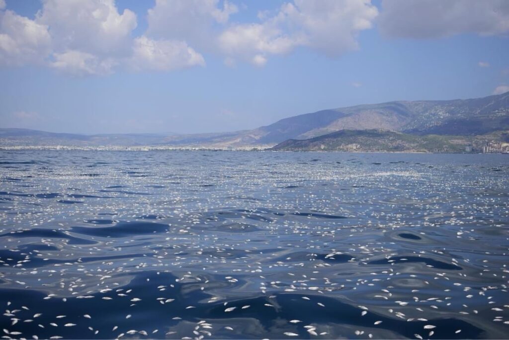 Ειδική ενίσχυση 1,1 εκατ. ευρώ για 500 αλιείς της Μαγνησίας λόγω ζημιών στον Παγασητικό Ειδική ενίσχυση 1,1 εκατ. ευρώ για 500 αλιείς της Μαγνησίας λόγω ζημιών στον Παγασητικό