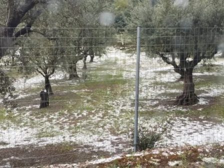 ileia-megales-zimies-se-kalliergeies-apo-to-chalazi-fotos-349845
