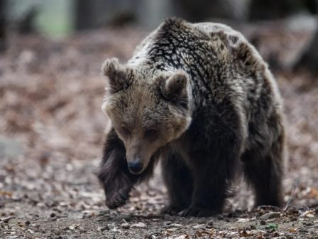 skotosan-arkouda-25-eton-stin-kastoria-353385