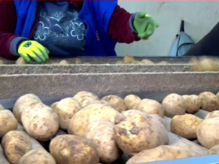 kozani-i-kalliergeia-viomichanikis-patatas-elkei-tous-paragogous-352975